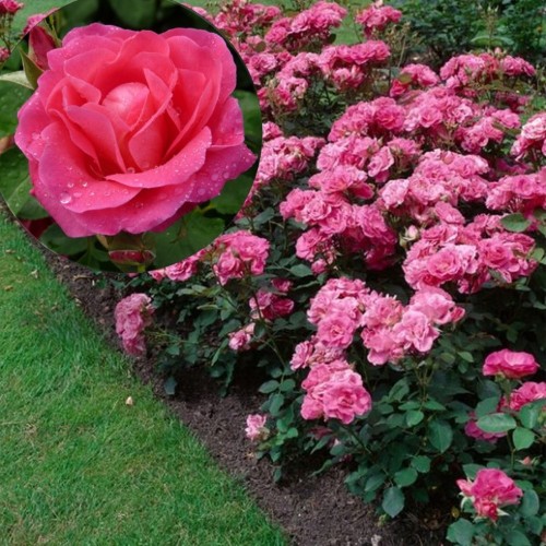 Rosa 'Melrose' - Roos 'Melrose' 